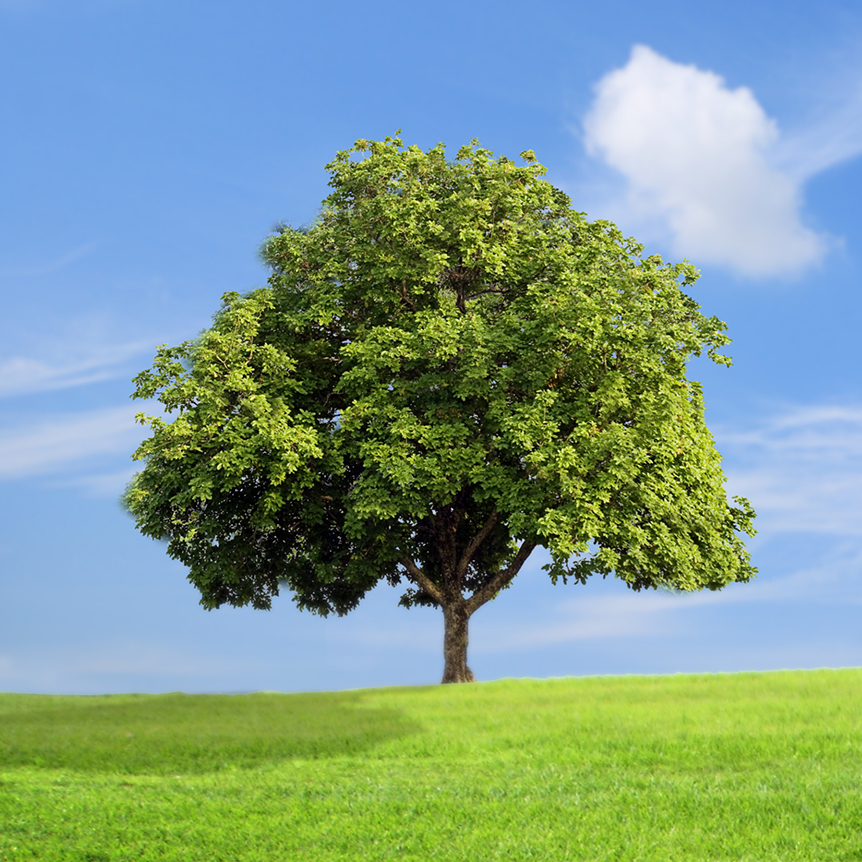 Smart Energy Homes Carbon Reduction Plan